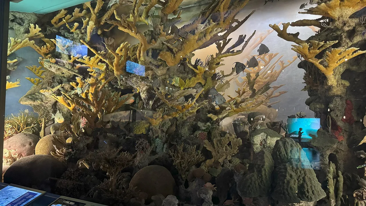 Andros Coral Reef Diorama at American Museum of Natural History
