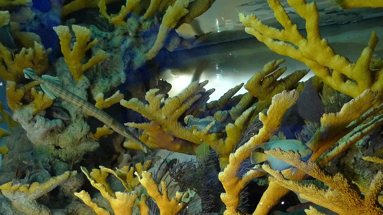 Andros Coral Reef Diorama at American Museum of Natural History - detail