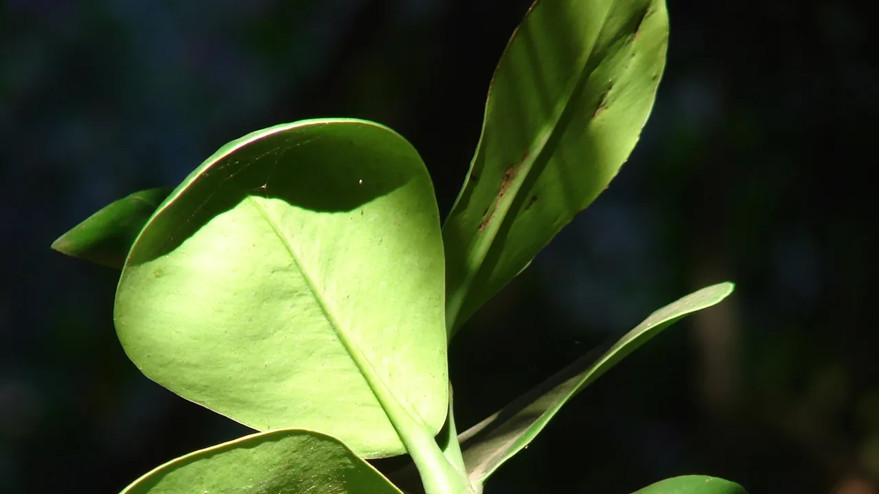 Starr-071024-9746-Clusia rosea-leaves-Enchanting Floral Gardens of Kula-Maui (24801662511)