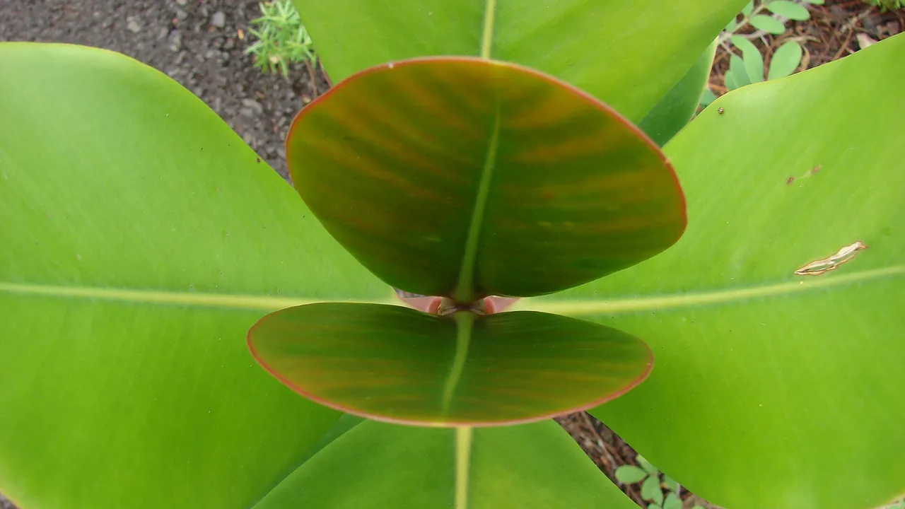 Starr-090430-6994-Clusia rosea-bicolored leaves-Enchanting Floral Gardens of Kula-Maui (24586081889)