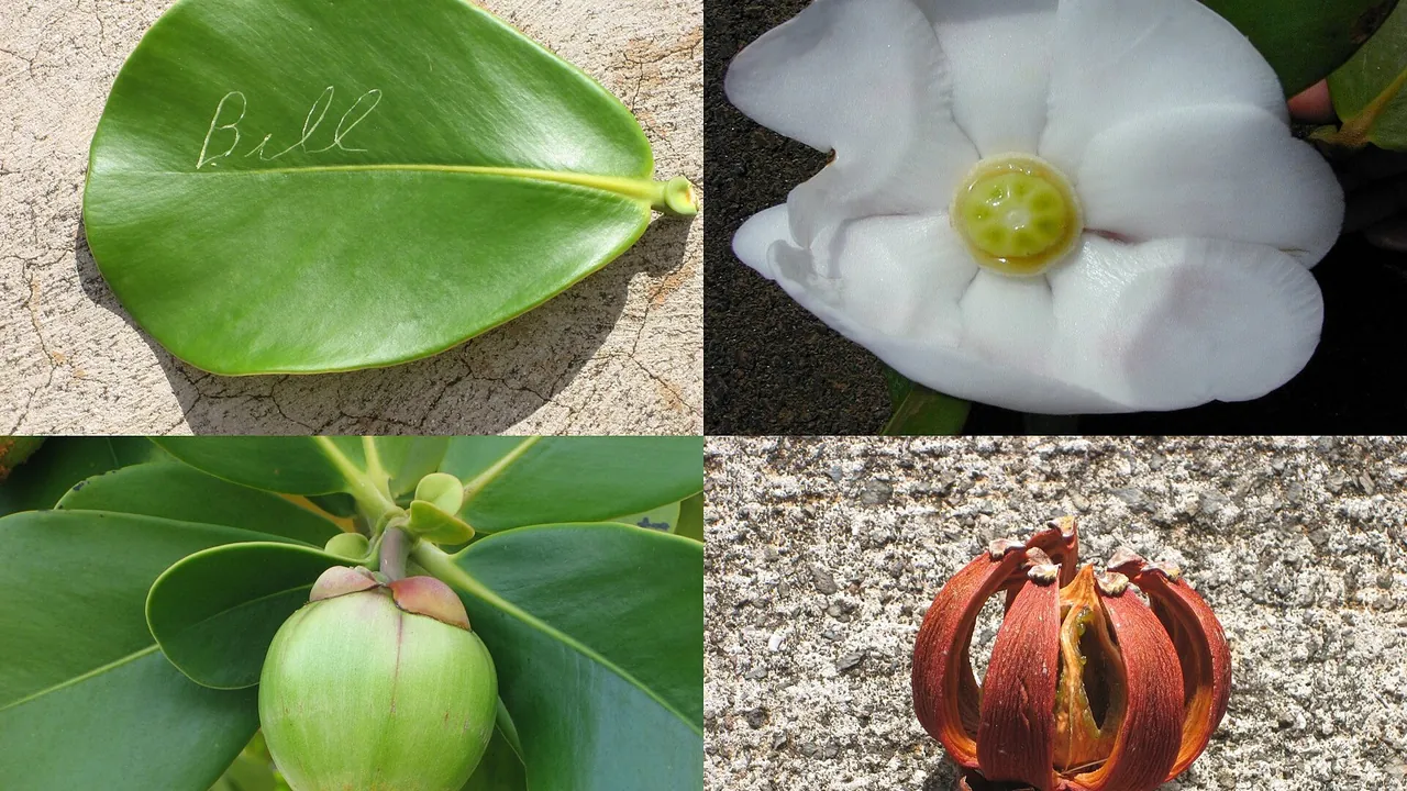 Autograph tree (Clusia rosea)- leaf with autograph, flower, fresh fruit, and dried fruit