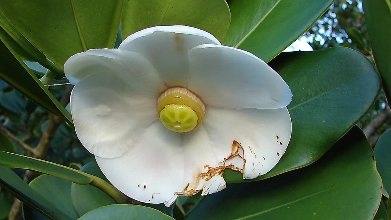 Clusia rosea, the Autograph Tree flower. (9831316254)