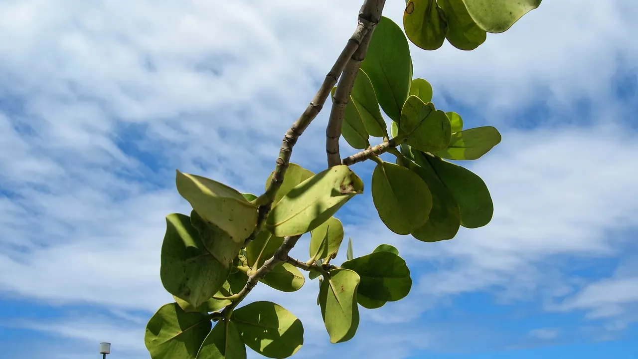 Starr-060922-9156-Clusia rosea-leaves and sky-Kahului Airport-Maui (24865743835)
