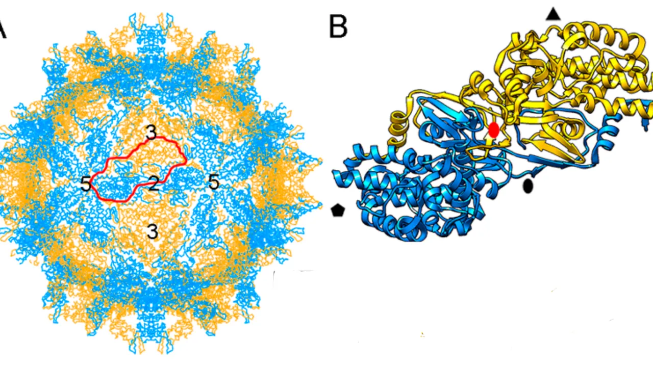 Viruses-10-00481-g004-AB