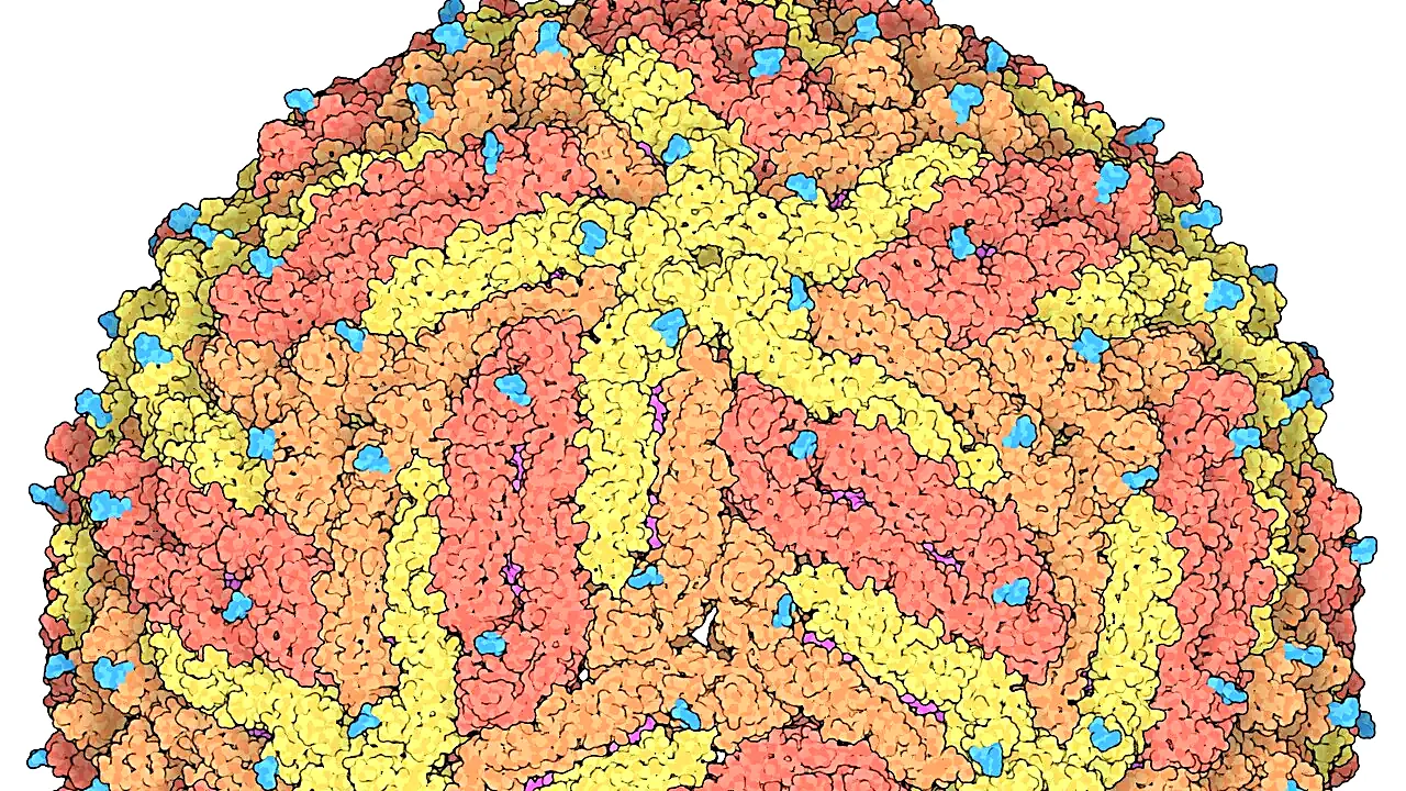 197-Zika Virus-5ire glyc