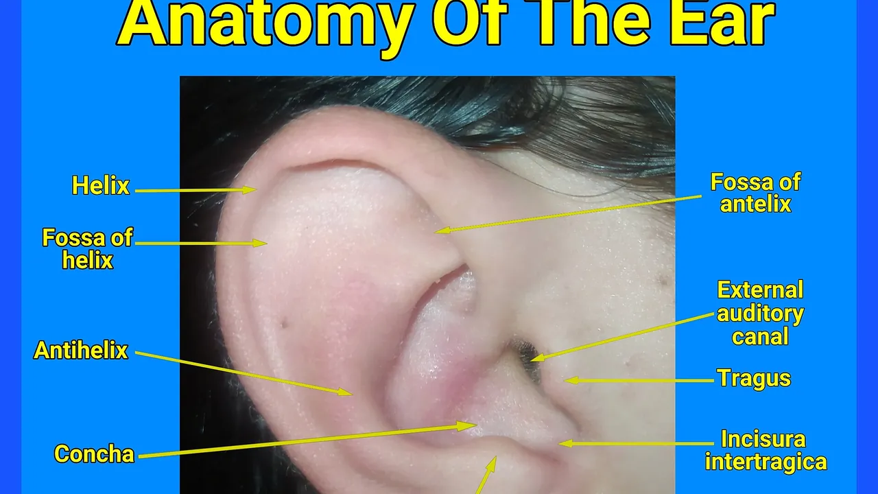 Anatomy of the ear
