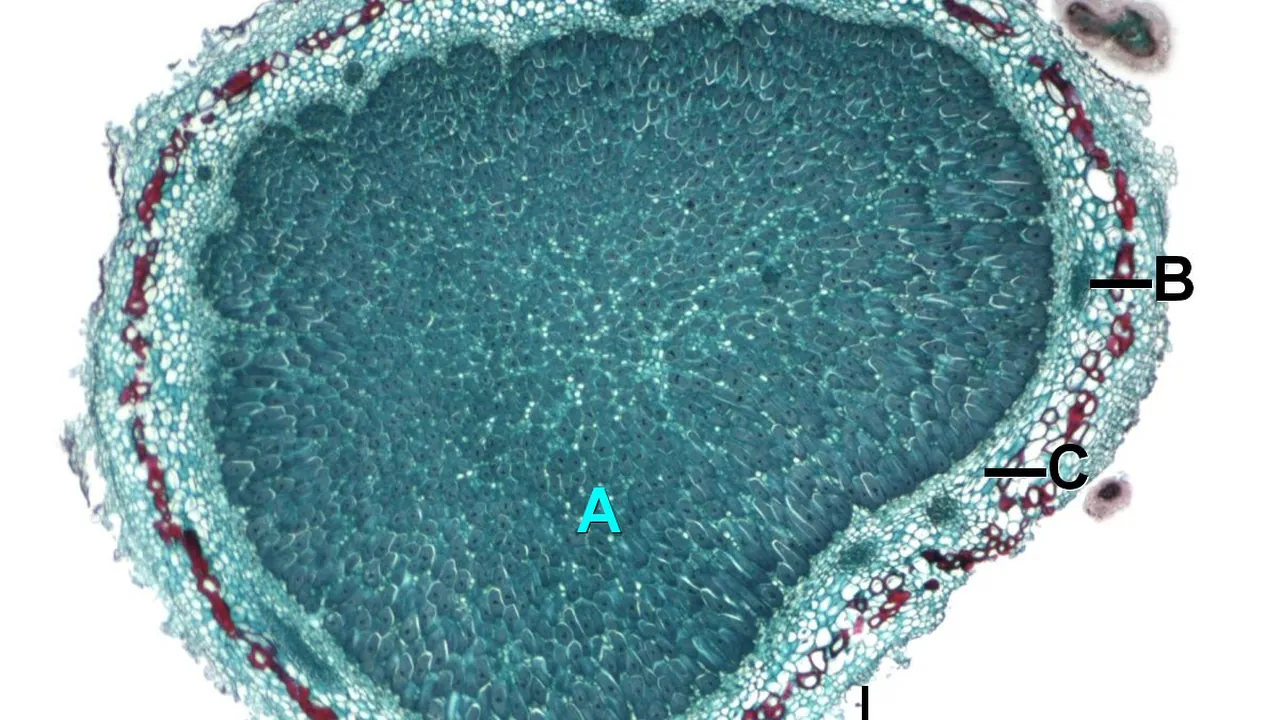 Root tubercle legume L