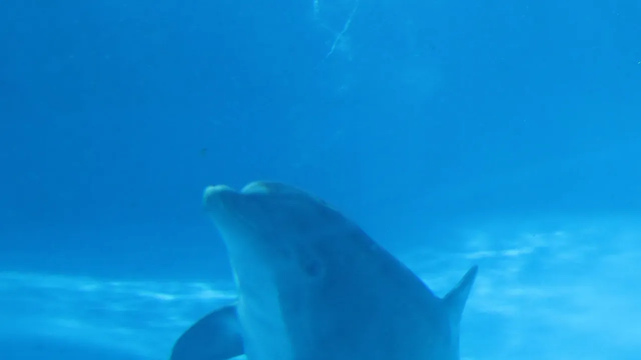Underwater dolphin 1 (15377687460)