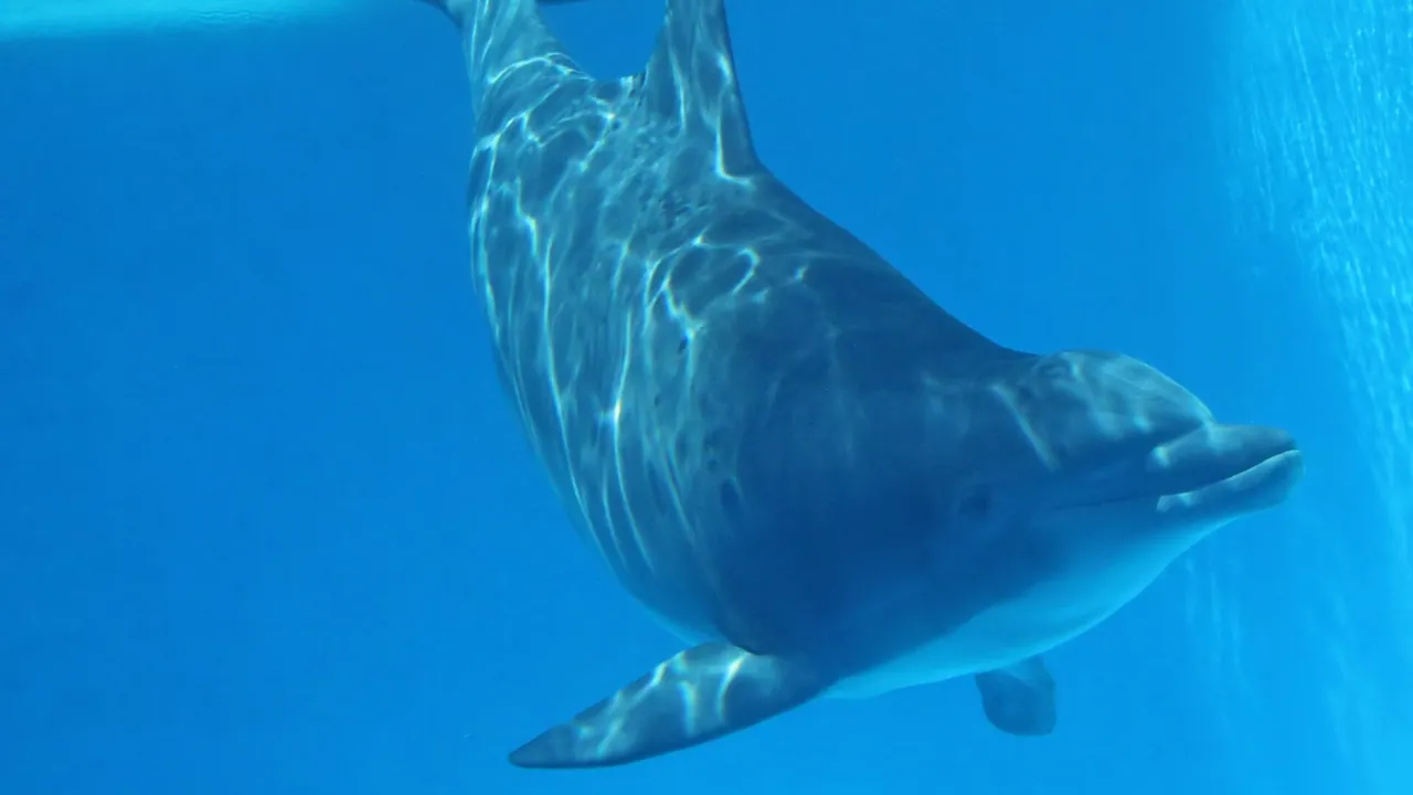 Underwater dolphin 2 (14942564164)