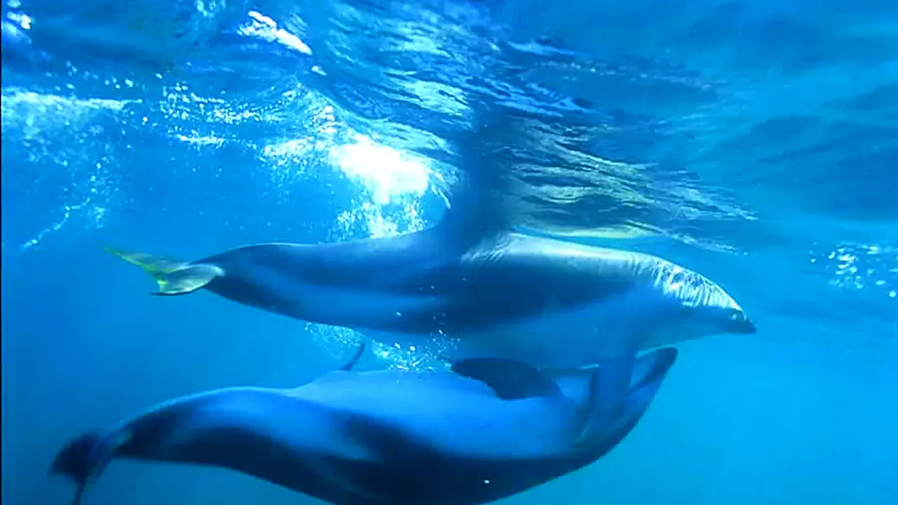Mating dolphins underwater - panoramio