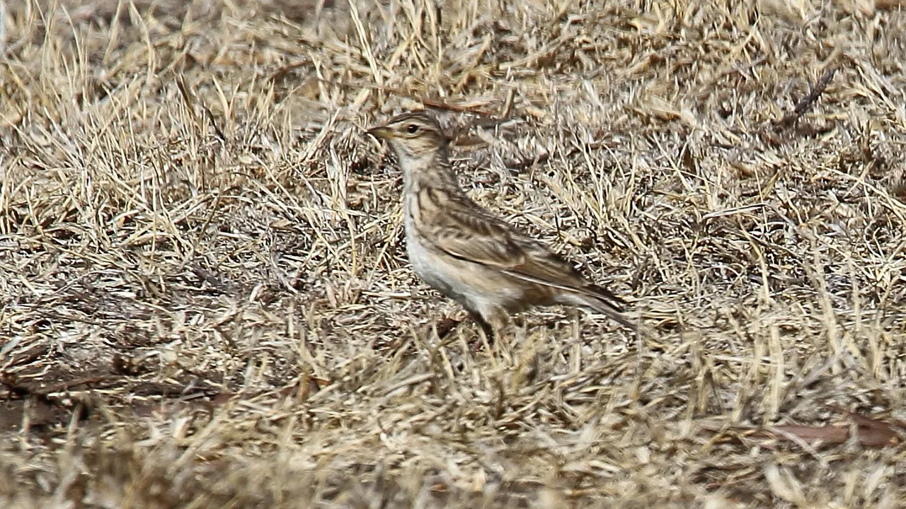 Eurasian Skylark (Alauda arvensis) (26398329101)