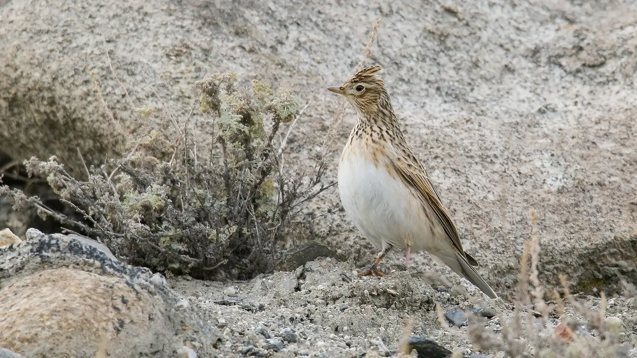 Eurasian Skylark (Alauda arvensis) (51366071394)