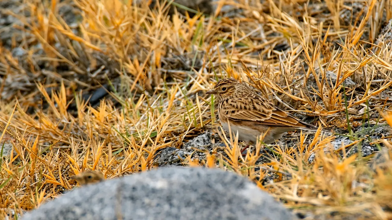 Eurasian Skylark (Alauda arvensis)