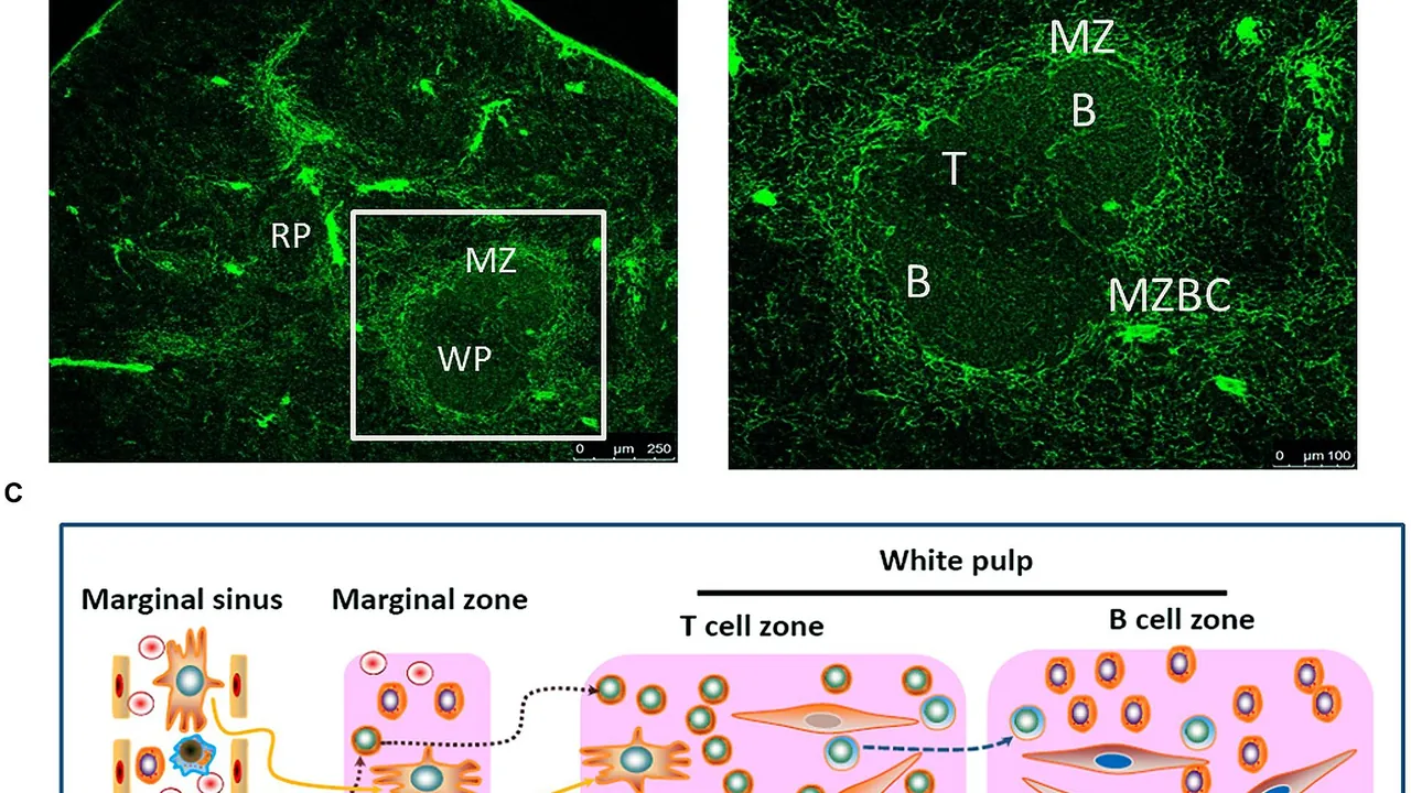 Migration of different types of cells in the spleen