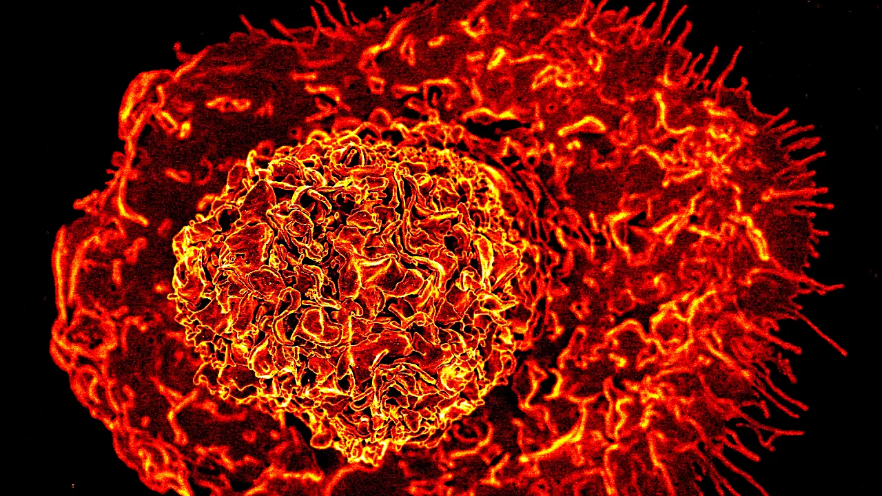 Macrophage by NIAID