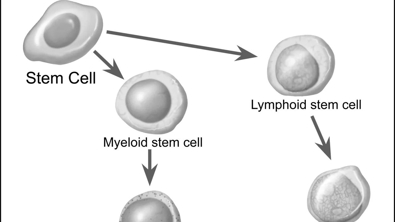 Stem cells maturing into blood cells and precursor cells