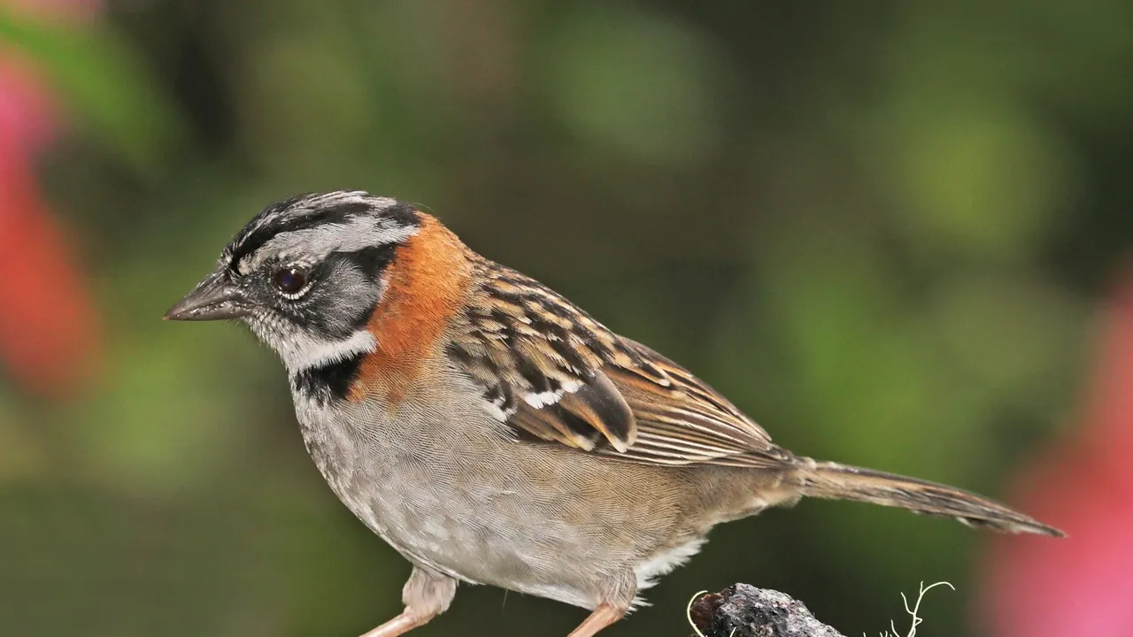 Rufous-collared sparrow (Zonotrichia capensis costaricensis)