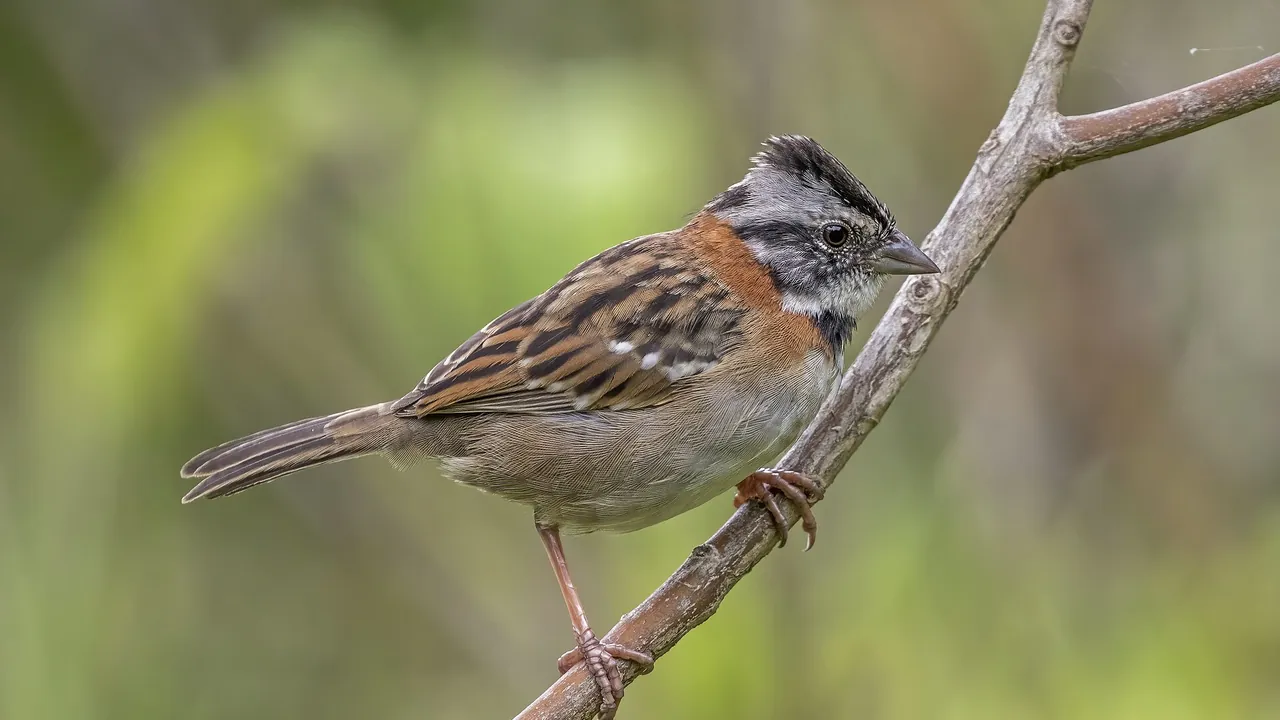 Rufous-collared sparrow (Zonotrichia capensis costaricensis) 2