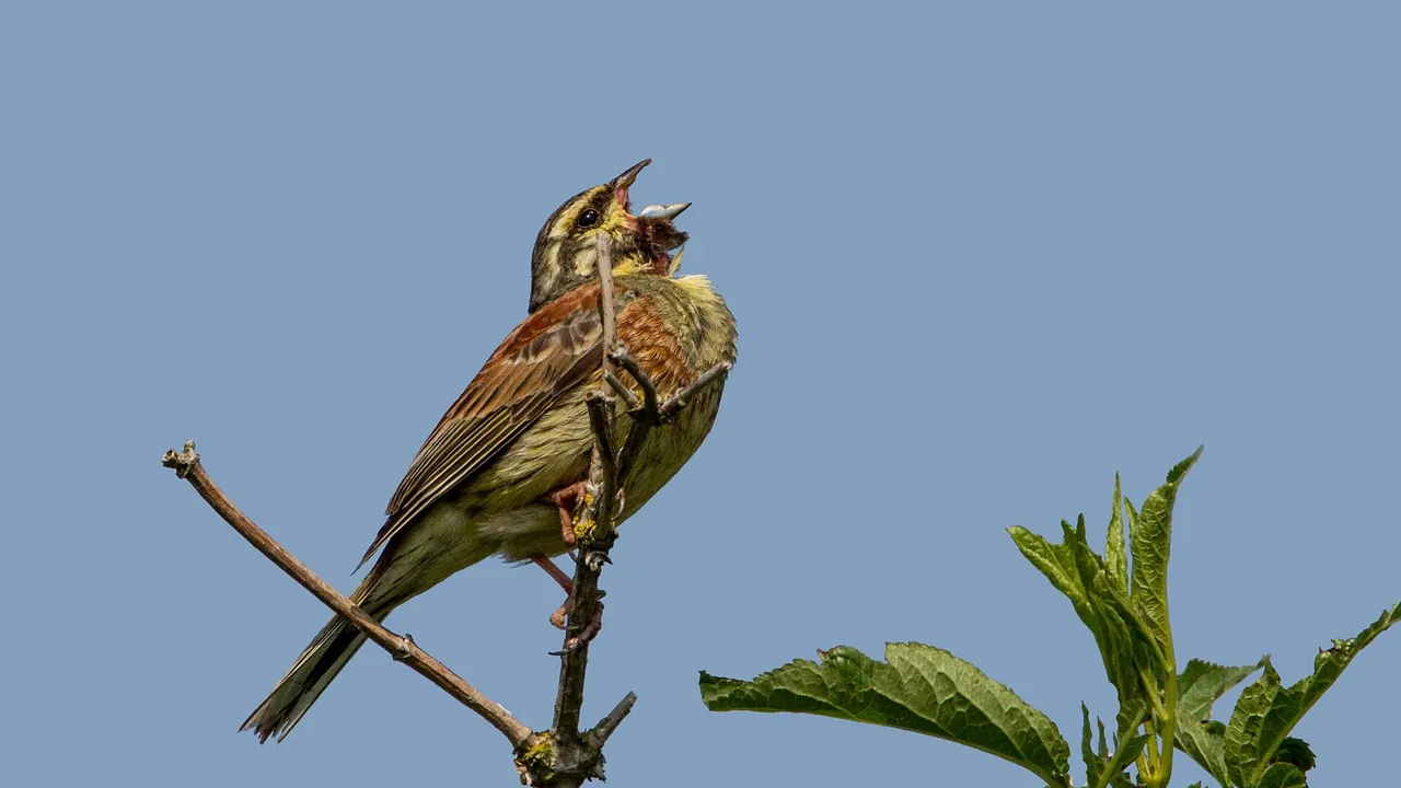 Cirl Bunting (9006242080)