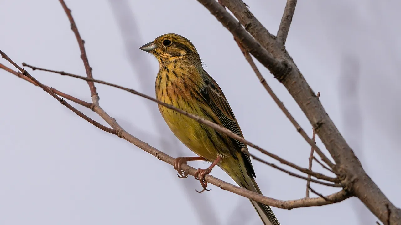 Cirl Bunting Chiker Morocco Nov25 A7CR 09378