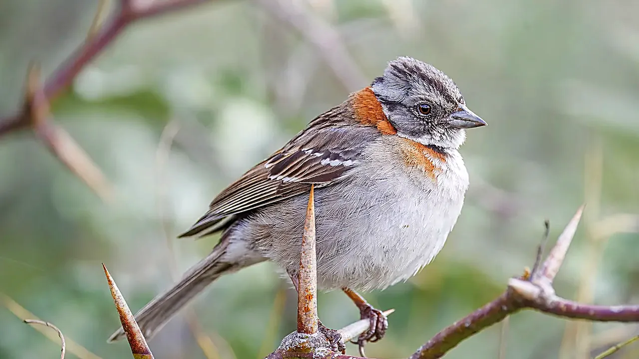Rufous-collared sparrow (Zonotrichia capensis chilensis) Santiago