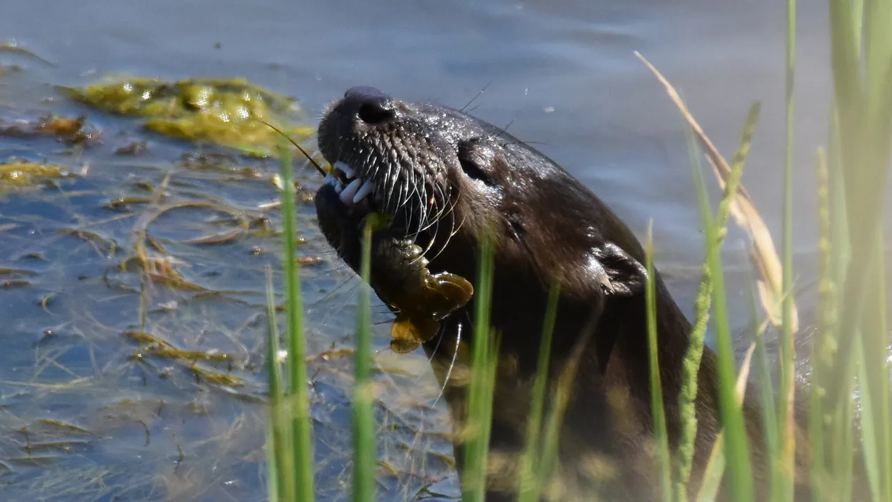 North American river otter at Seedskadee National Wildlife Refuge (52261532754)
