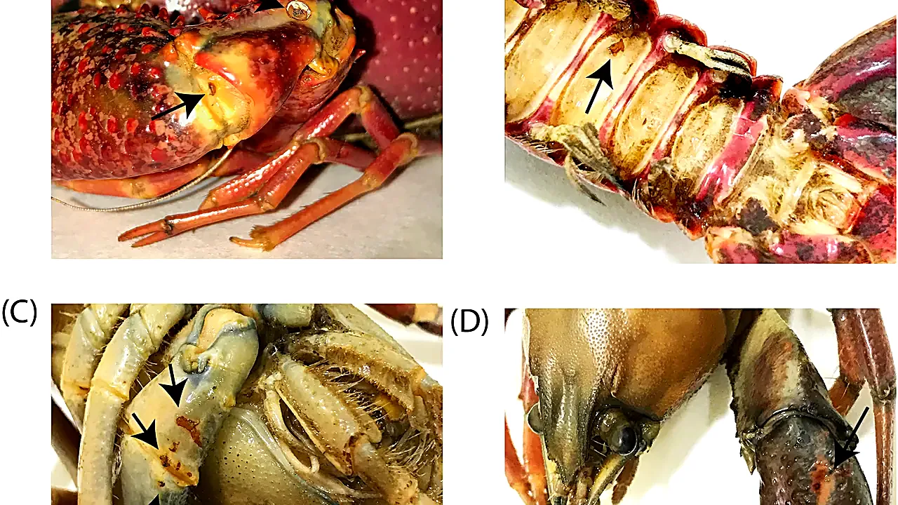 Aphanomyces astaci colonization and immune reaction in North American crayfish - Pone.0195353.g002