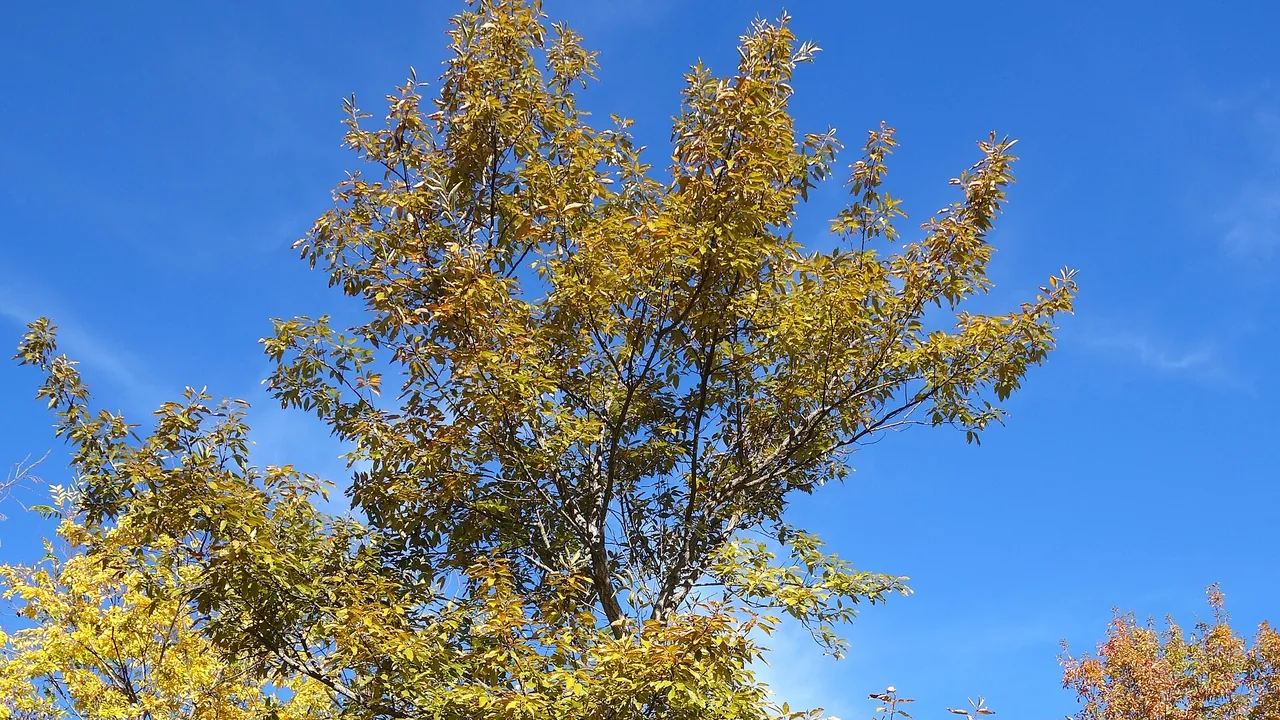 Quercus variabilis - Quarryhill Botanical Garden - DSC03254