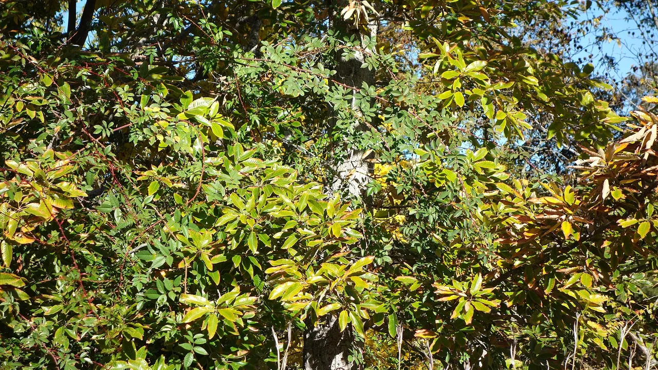 Quercus variabilis - Quarryhill Botanical Garden - DSC03256