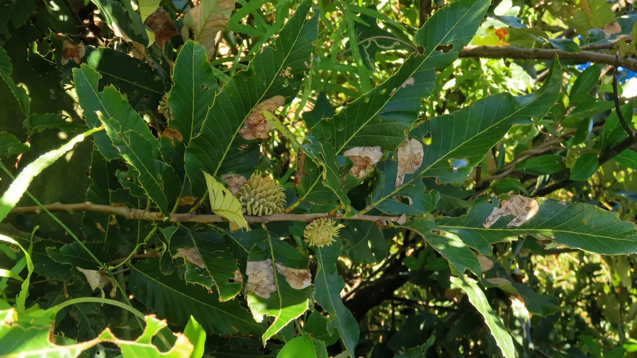 Quercus Variabilis