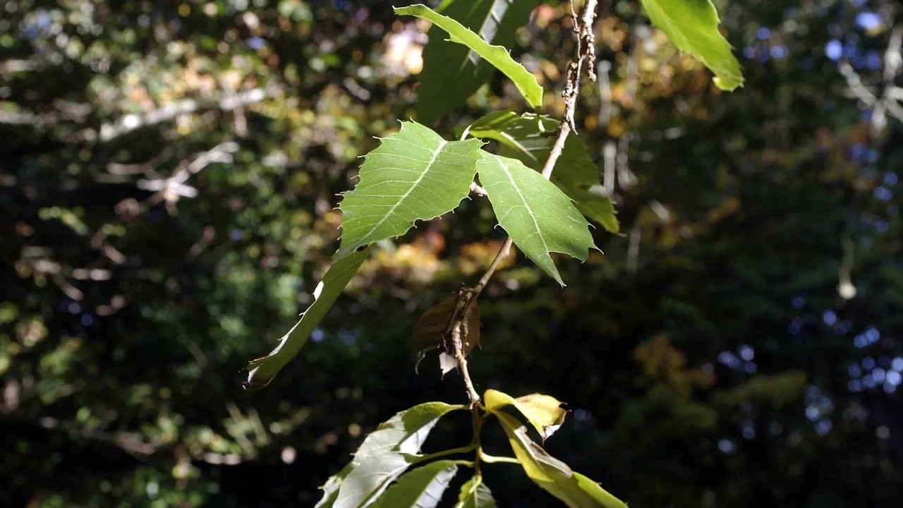 Montagnac-Quercus-variabilis 02
