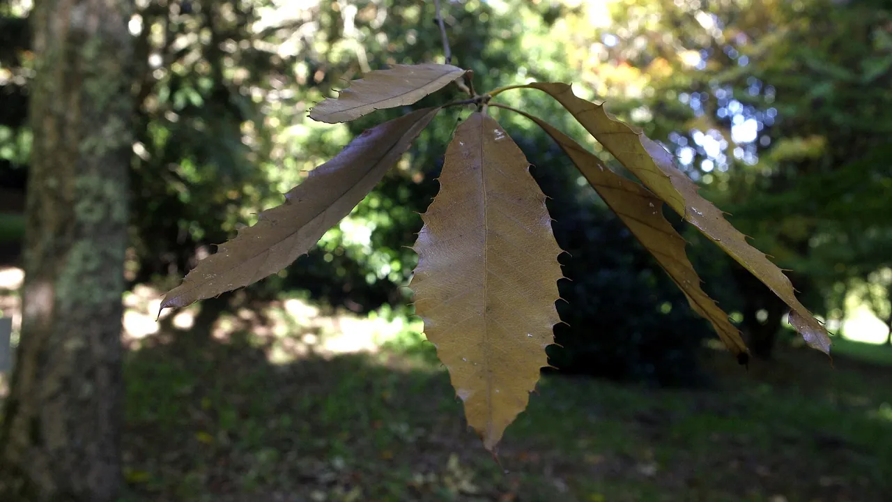 Montagnac-Quercus-variabilis 04