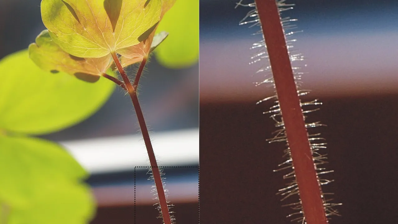 Aquilegia grata glandular pilose hair