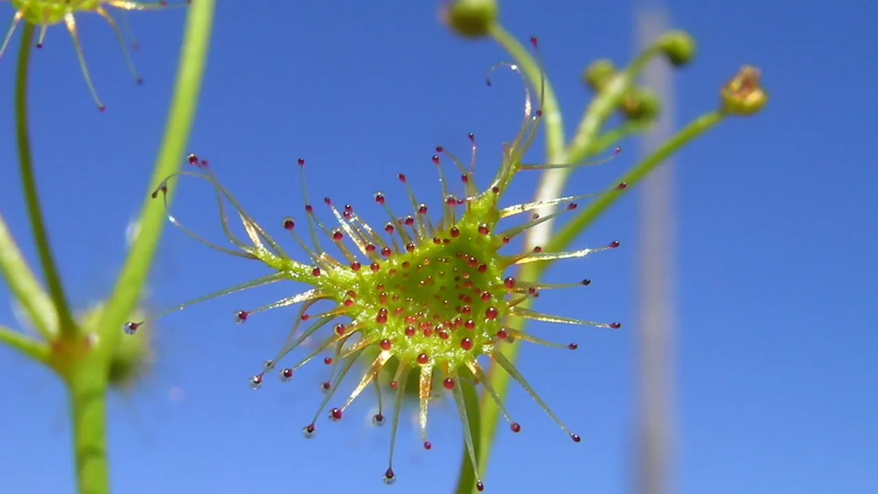 Drosera auriculata leaf (16781082306)