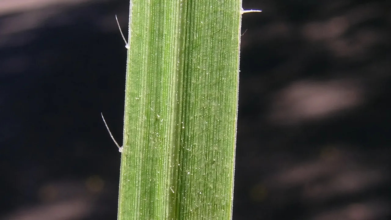 Panicum effusum leaf2 (8242370683)
