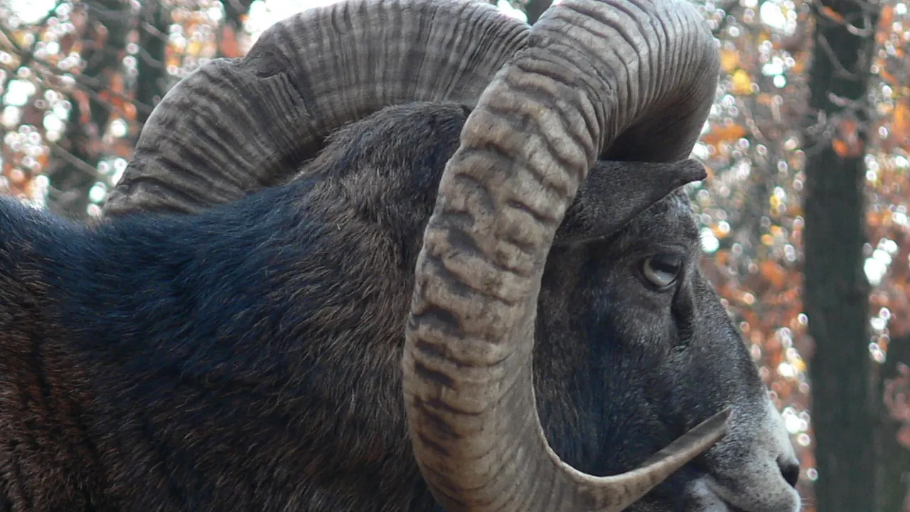Mouflon, Ovis musimon Pengo