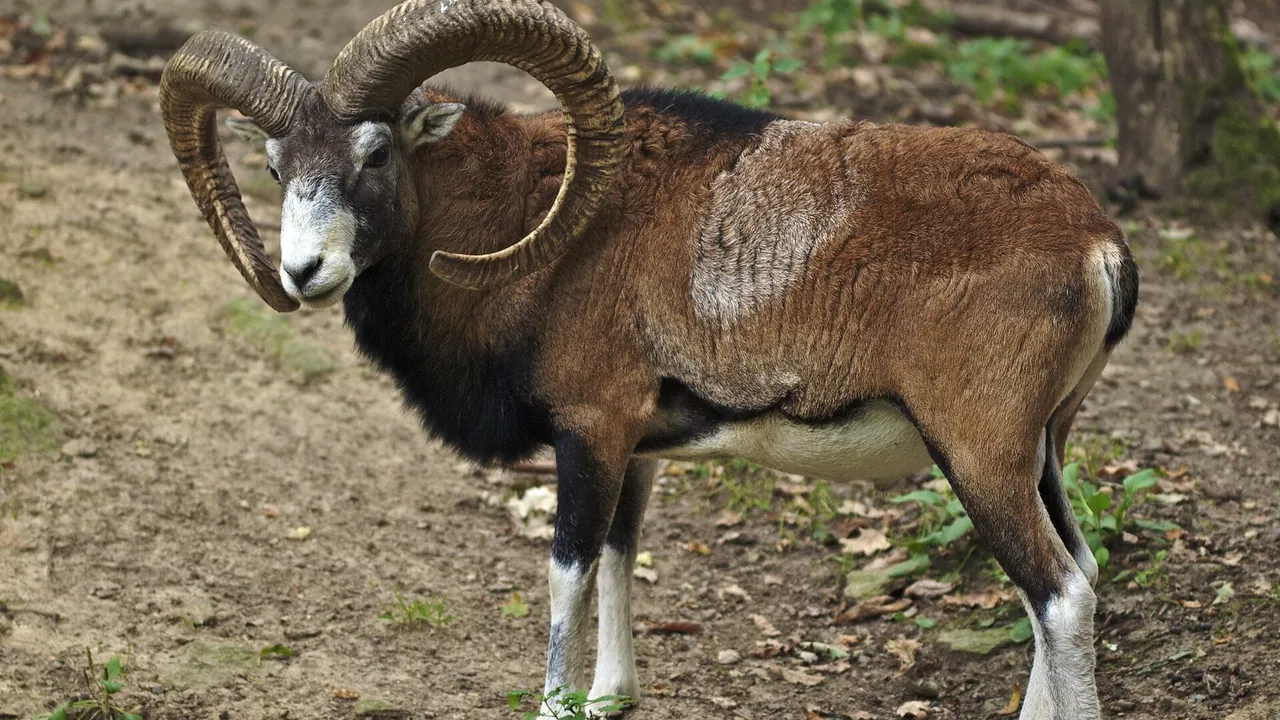 Ovis orientalis LC0267