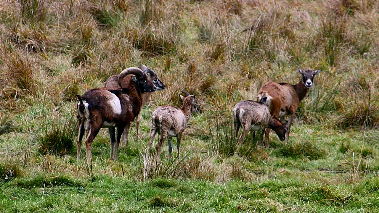 Ovis aries musimon - Europäischer Mufflon