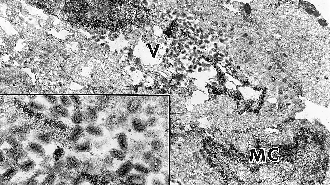 Diseases of Swine 23-3