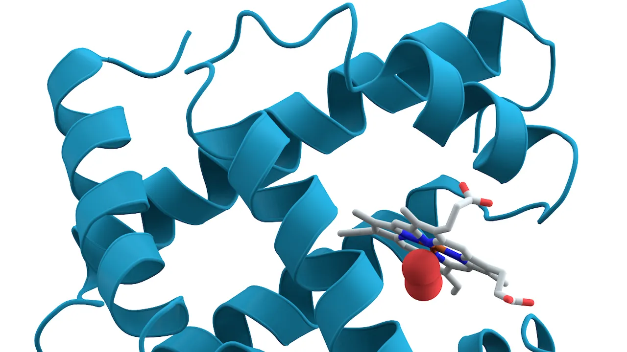 Myoglobin