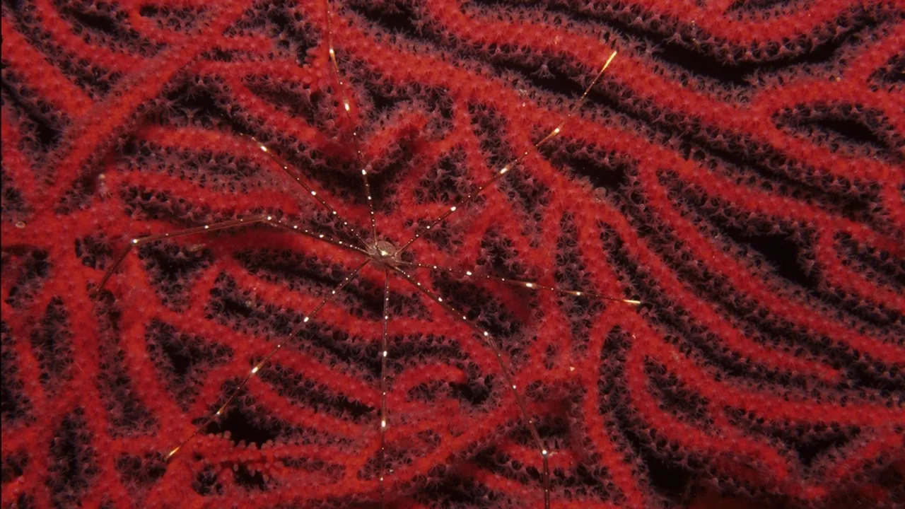 Pycnogonid (sea spider) on red gorgonian fan coral. (3081426519)