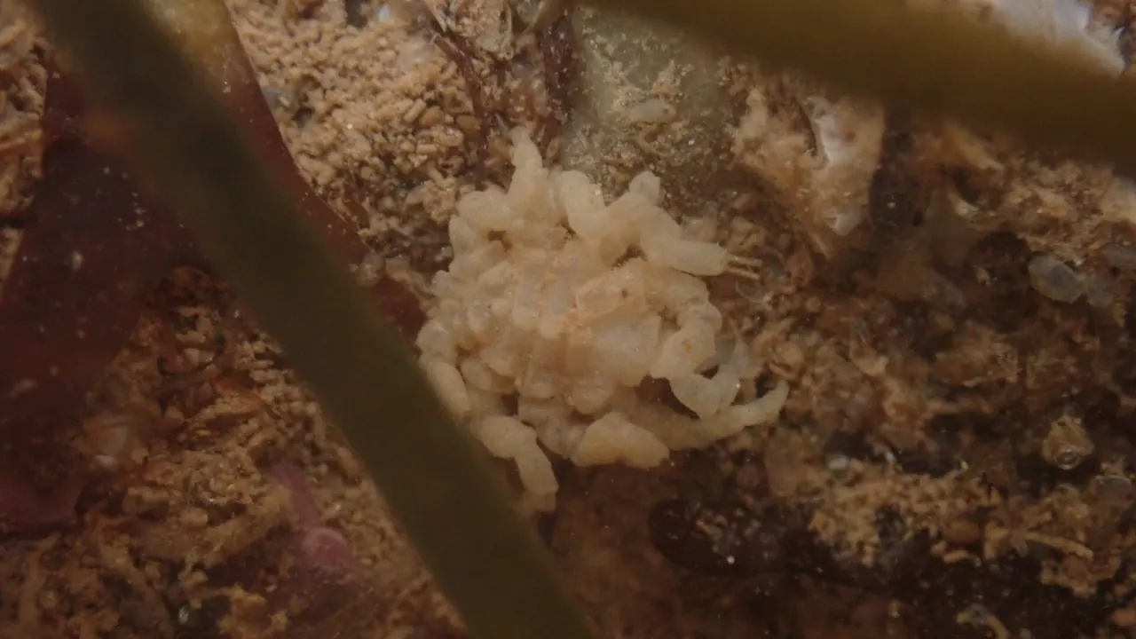 Pycnogonum litorale 145517079