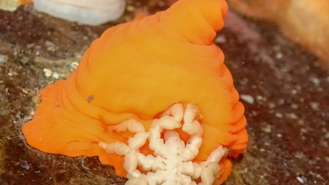 Pycnogonum litorale 434028164