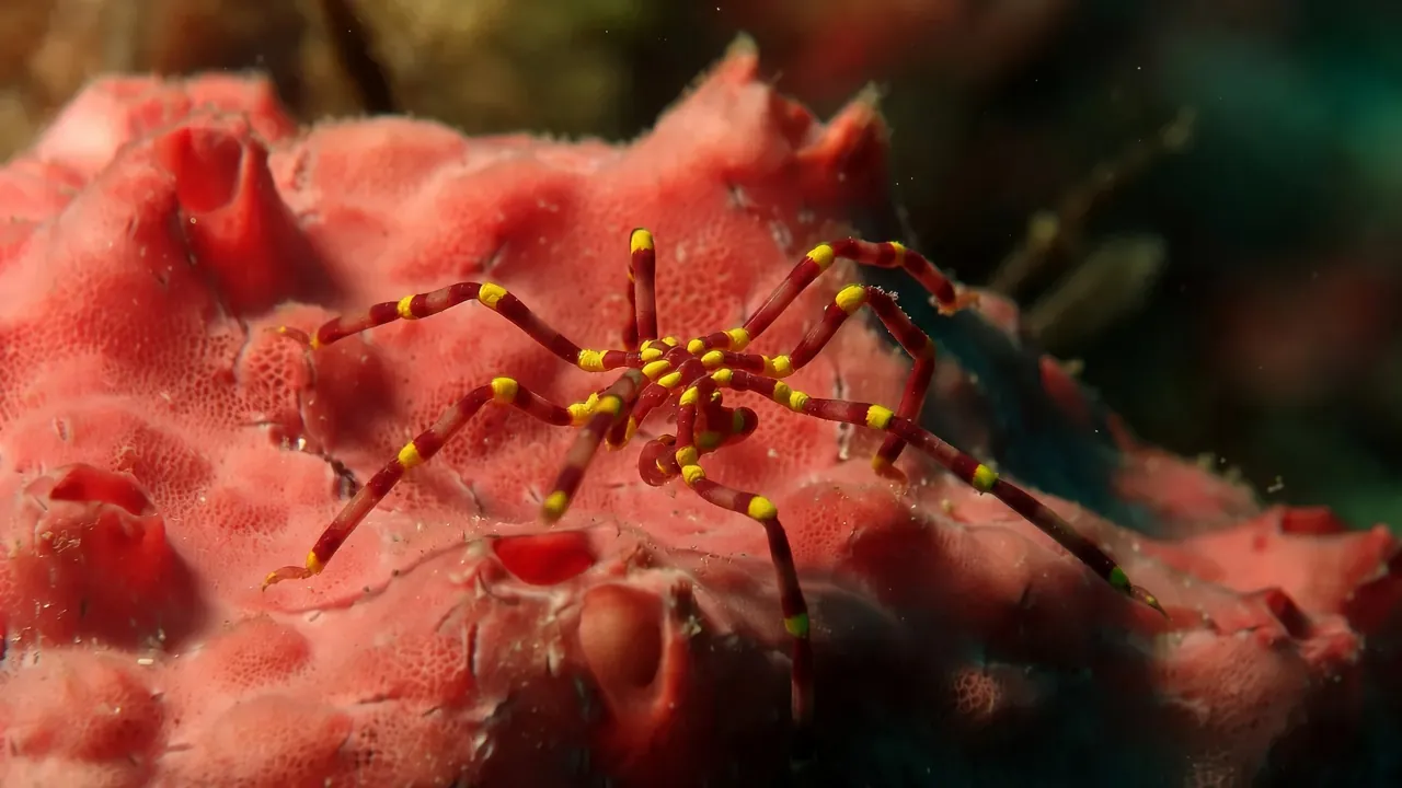 Yellow Kneed Sea Spider-Calipallenid pycnogonid