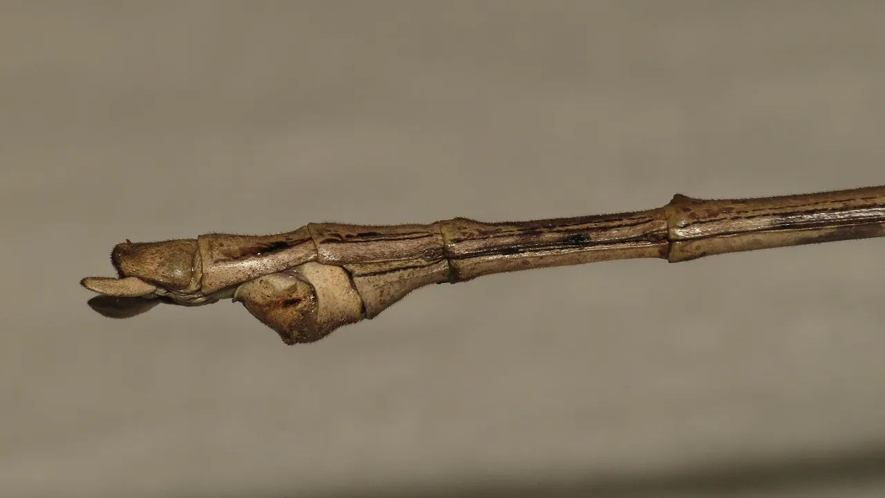 Anchiale briareus (15686513090)