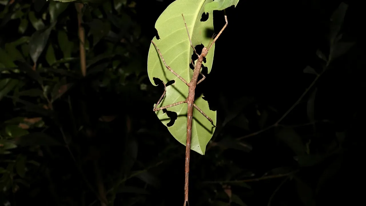 Anchiale austrotessulata 249341875