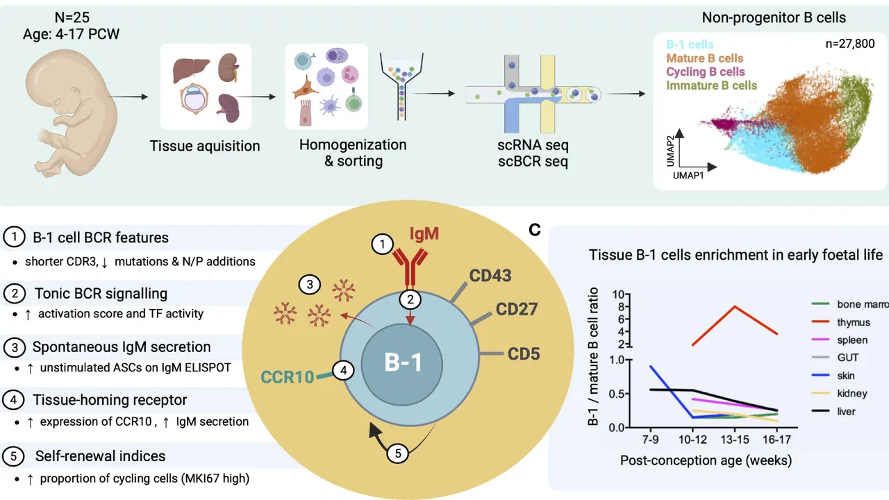 Identification of putative B-1 cells in prenatal human tissues by single cell RNA-BCR sequencing (adapted from Suo et al