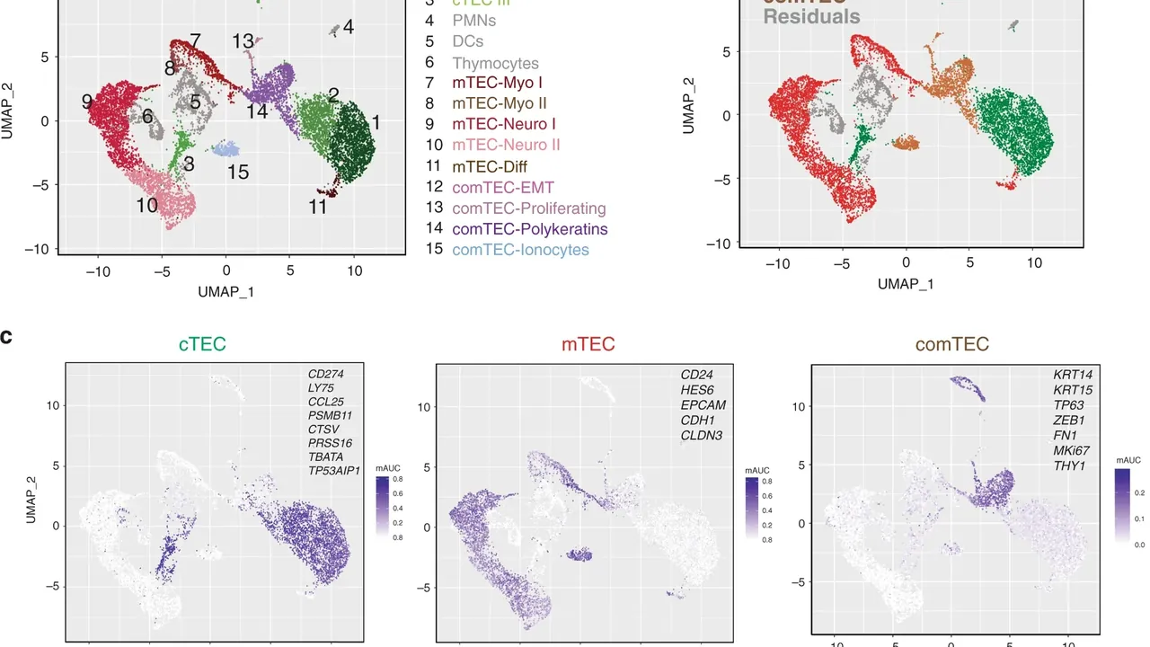 Single-cell RNA sequencing of freshly isolated TEC defines common cell clusters to mTEC and cTEC that are maintained in 