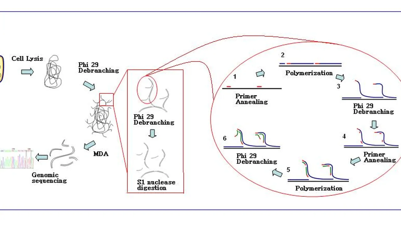 Single cell sequencing （MDA）