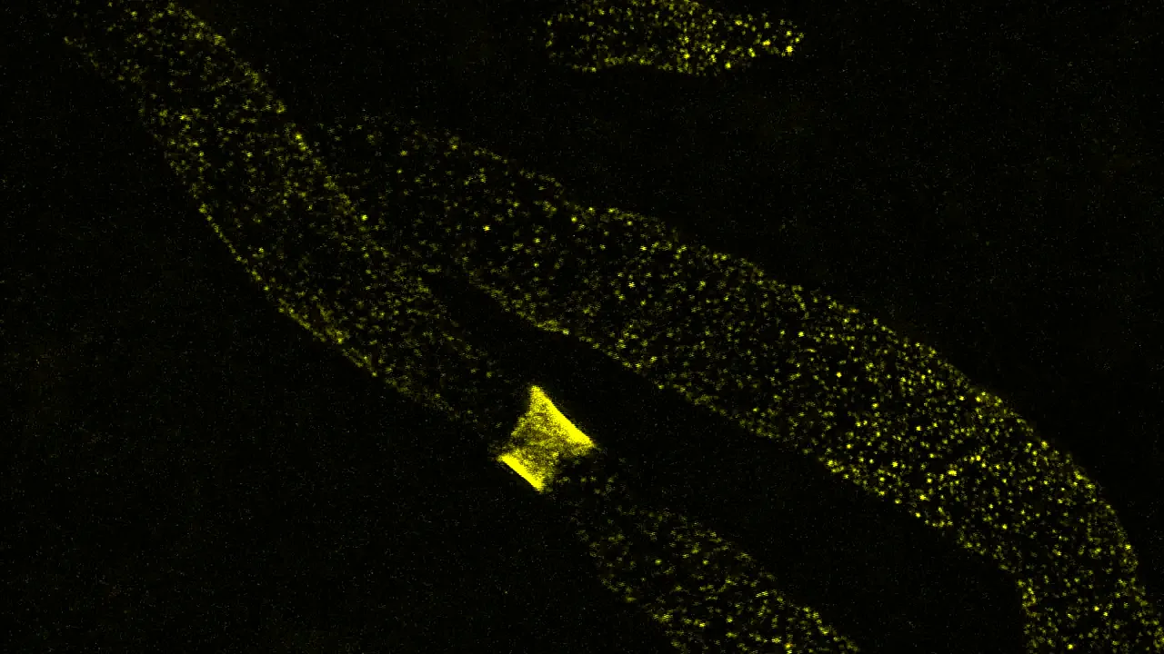Expansion microscopy of a node of Ranvier (Kv3.1 channels) in WT CBA mouse brainstem K Bondarenko